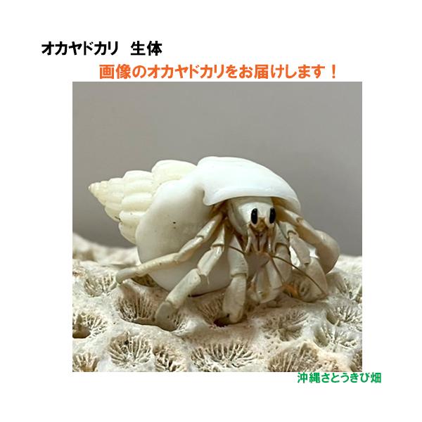 【現品販売】画像の生体をお届け　オカヤドカリ生体　SSサイズ　白色系　NO38　　|沖縄 coenobita ペット 飼育 陸宿借 観察 夏休みの宿題 自由研究