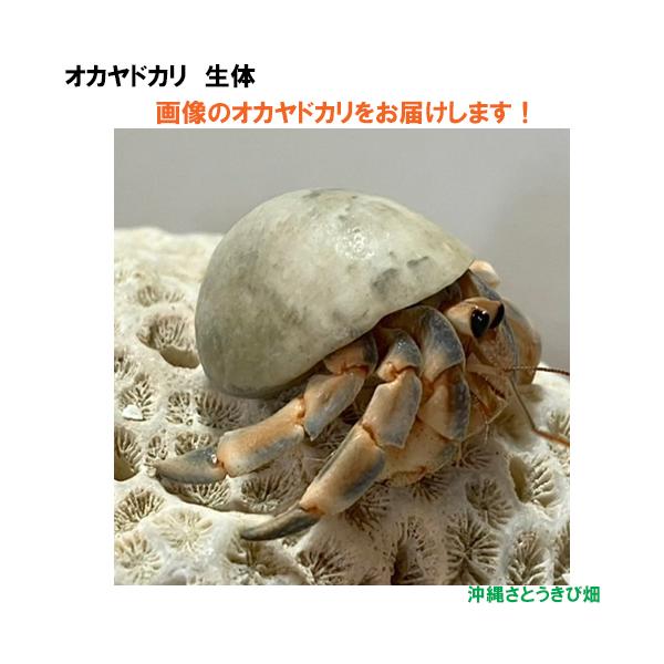 【現品販売】画像の生体をお届け　オカヤドカリ生体　Sサイズ　オレンジとブルー色系　NO39　　|沖縄 coenobita ペット 飼育 陸宿借 観察 夏休みの宿題 自由研究