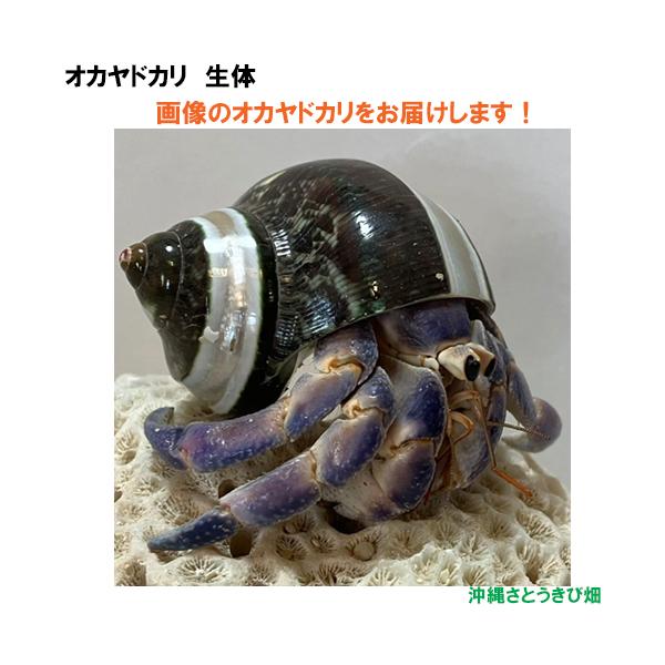 【現品販売】画像の生体をお届け　オカヤドカリ生体　Mサイズ（大きめ）　紫とベージュ色系　NO45　|沖縄 coenobita ペット 飼育 陸宿借 観察 自由研究