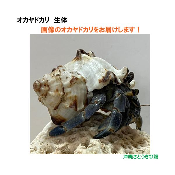 【現品販売】画像の生体をお届け　オカヤドカリ生体　Mサイズ（大きめ）　暗め紫色系　NO46　|沖縄 coenobita ペット 飼育 陸宿借 観察 自由研究