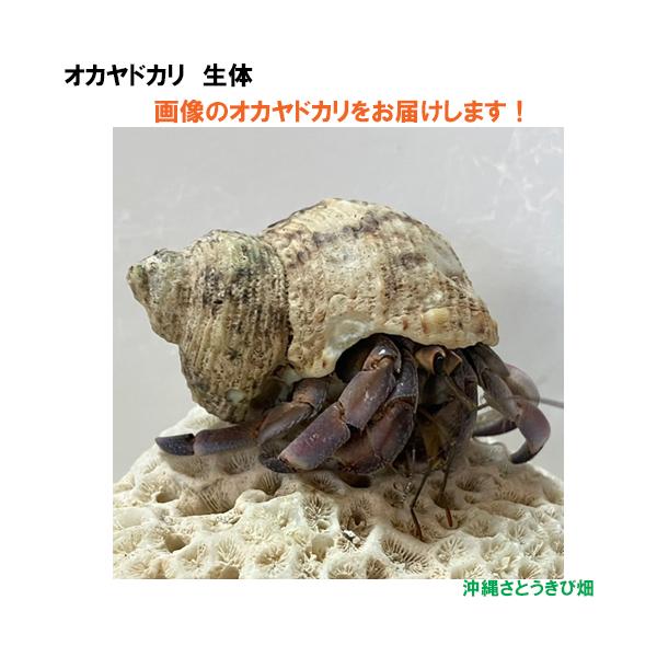 【現品販売】画像の生体をお届け　オカヤドカリ生体　Mサイズ（大きめ）　赤紫色系　NO47　|沖縄 coenobita ペット 飼育 陸宿借 観察 自由研究