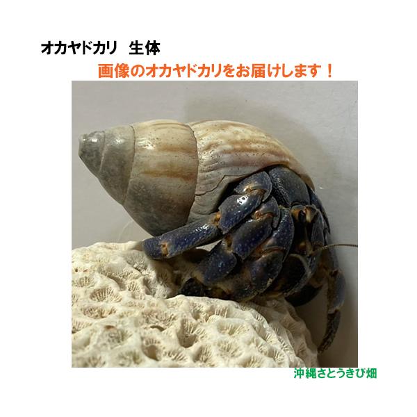 【現品販売】画像の生体をお届け　オカヤドカリ生体　Lサイズ（レギュラー）　濃い紫色系　NO49　|沖縄 coenobita ペット 飼育 陸宿借 観察 自由研究