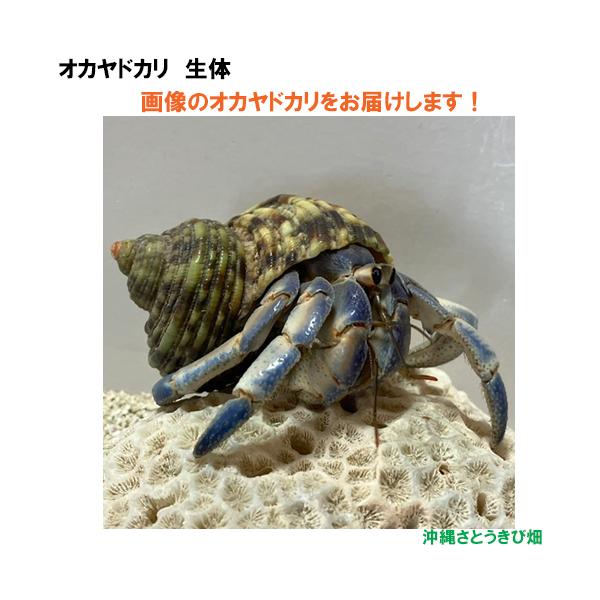 【現品販売】画像の生体をお届け　オカヤドカリ生体　Lサイズ（レギュラー）　ブルーとベージュ色系　NO50　|沖縄 coenobita ペット 飼育 陸宿借 観察 自由研究