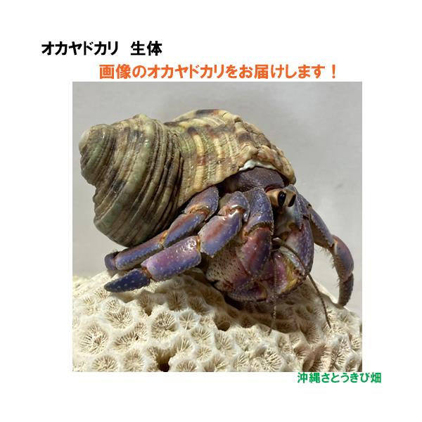 【現品販売】画像の生体をお届け　オカヤドカリ生体　Lサイズ（大きめ）　紫とピンク色系　NO51　|沖縄 coenobita ペット 飼育 陸宿借 観察 自由研究