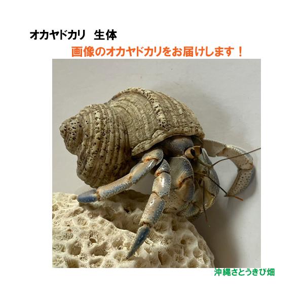 【現品販売】画像の生体をお届け　オカヤドカリ生体　LLサイズ（小さめ）　ブルーとベージュ色系　NO52　|沖縄 coenobita ペット 飼育 陸宿借 観察 自由研究