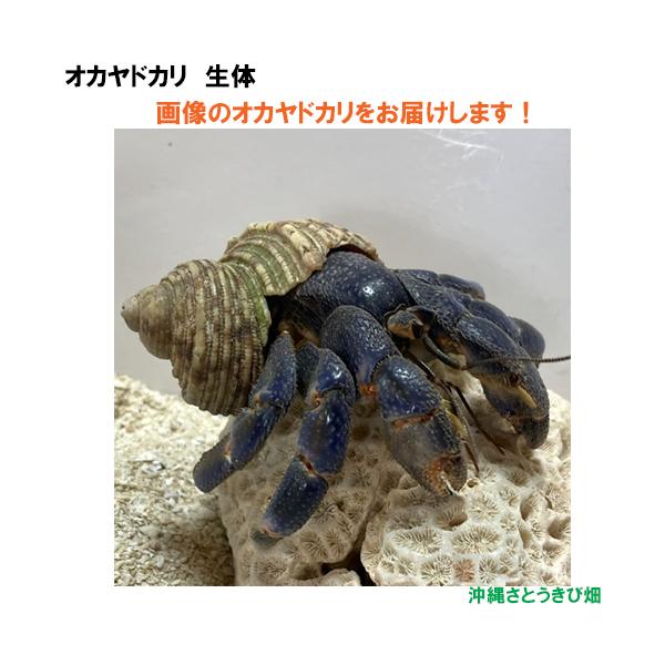 【現品販売】画像の生体をお届け　オカヤドカリ生体　LLサイズ（小さめ）　濃い紫色系　NO53　|沖縄 coenobita ペット 飼育 陸宿借 観察 自由研究