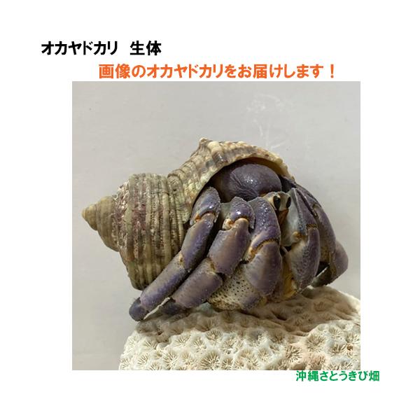 【現品販売】画像の生体をお届け　オカヤドカリ生体　LLサイズ（大きめ）　紫とベージュ色系　NO54　|沖縄 coenobita ペット 飼育 陸宿借 観察 自由研究