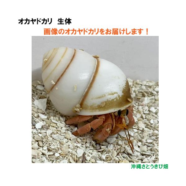 【現品販売】画像の生体をお届け　オカヤドカリ生体　Sサイズ　ワインレッド色系　NO6　　|沖縄 coenobita ペット 飼育 陸宿借 観察 夏休みの宿題 自由研究