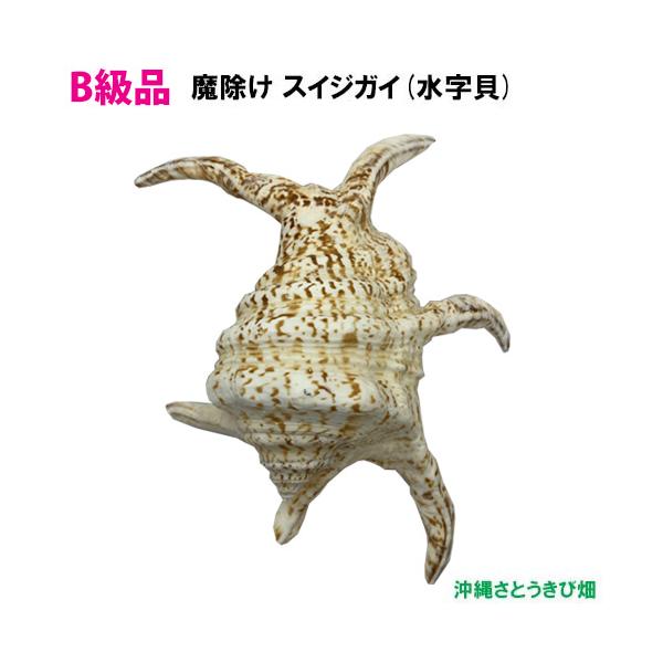 水字貝　スイジガイ　沖縄産 貝殻　火難除け・魔除け　自然 標本 コレクション 魔除けの貝「スイジガイ」 | Kaihoukan
