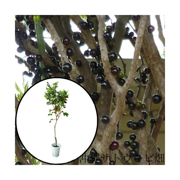 ジャボチカバ苗 （小葉種）接木苗 :jaboticaba-tugi-koba:りゅうか商事
