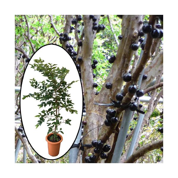 ジャボチカバ実生苗木　☆6 ジャボチカバ実生苗 専用15鉢 ジャボチカバ苗（四季なり種）6号