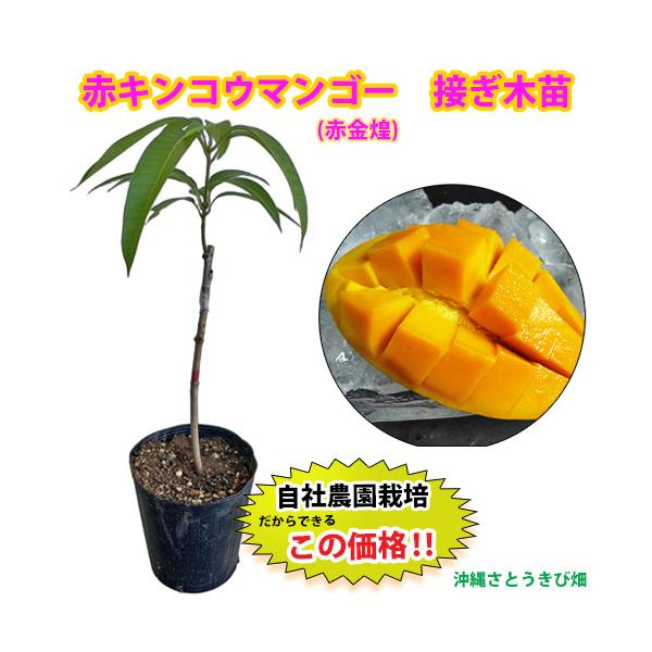 マンゴー苗　キンコウ　玉文　キンミツ 自社農園接ぎ木苗】赤キンコウマンゴー苗（玉文マンゴー苗） : りゅう