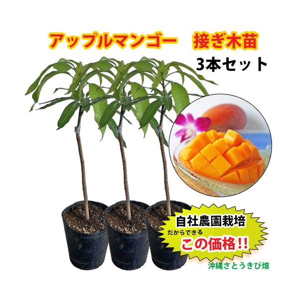 【自社農園接ぎ木苗】アップルマンゴー苗（アーウィン種）×3本セット