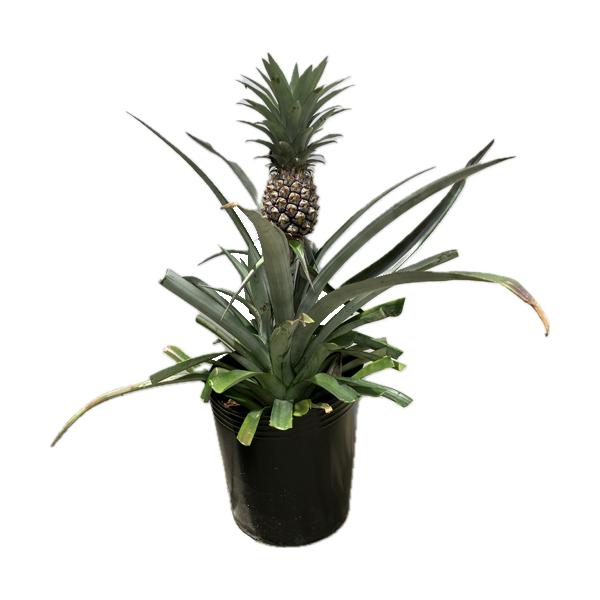 ryuuka_kinsa-ptainou17mi