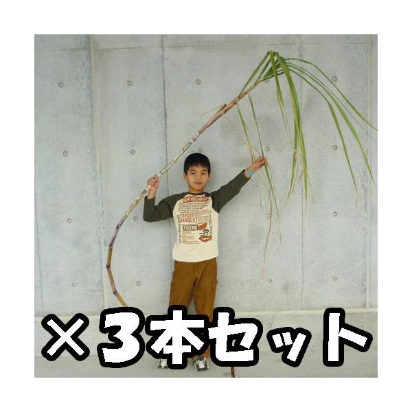 【商品内容】そのまんまサトウキビ×3本約2メートル (葉の長さは含みません)説明書をお付けしています沖縄ならではの新聞記事のコピーも同封しておりますそのままのさとうきびを保存できる日持ちはお届け後、約1週間ですバケツに水をはり、切り口を漬け...