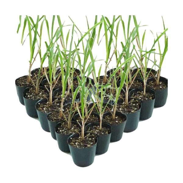 [Release date: April 3, 2026]発送開始日：2026年04月3日商品の発送は2-4日に1回、不定期発送となりますお届け日のご指定は出来ません※さとうきび苗以外との同梱は出来ませんその他商品を同時にご注文いただいた場...