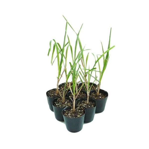 Amazon.co.jp: さとうきび苗農林8号 24鉢セット : DIY・工具