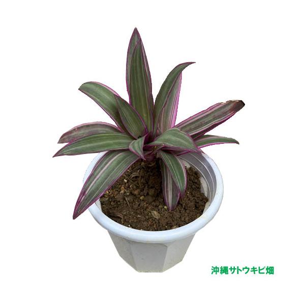 ムラサキオモト苗