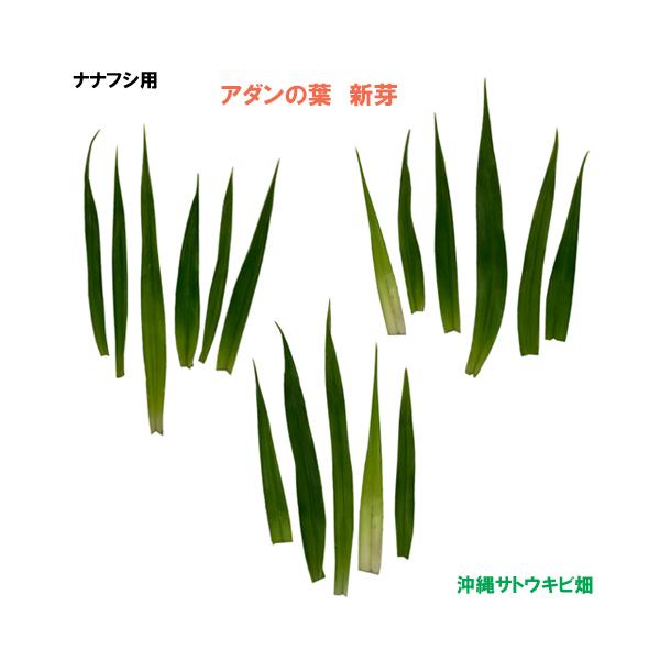 【商品内容】ナナフシ用アダンの葉　新芽枚数：17枚1枚の長さ:約5cm〜10cm農薬不使用※写真はイメージです　自然のものなので大きさ、色合い、形状は1枚ずつ異なりますナナフシは、やわらかい葉を好んで食べますアダンの葉は沖縄にいるナナフシの...