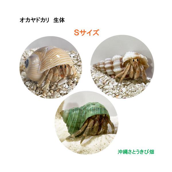 オカヤドカリ生体　Sサイズ　3匹セット　　　　|沖縄 coenobita ペット 飼育 陸宿借 観察 夏休みの宿題 自由研究
