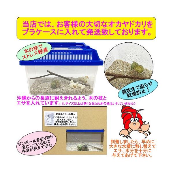 オカヤドカリ生体 Lサイズ 1匹 Buyee Buyee Japanese Proxy Service Buy From Japan Bot Online