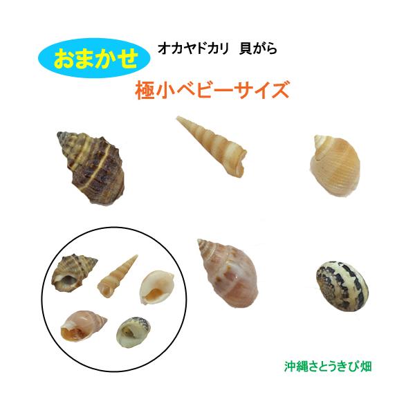 ＊おまかせの貝殻セットです弊社にて様々な貝殻の中からミックスしてお作りいたします（種類や色合い等お選びできません　予めご了承ください）【商品内容】極小ベビーサイズ殻口：2mm-5mm全長：5mm-15mm個 数：5個＊キーワードおかやどかり...