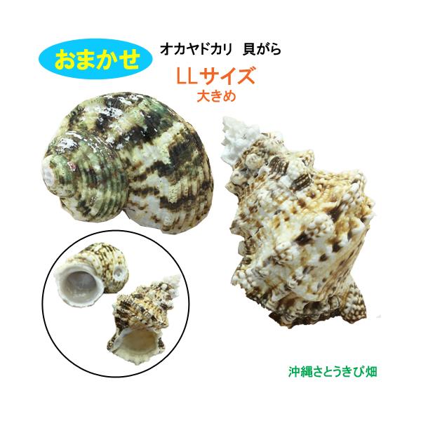 おまかせ　LLサイズ　大きめ　2個　オカヤドカリ用貝がら