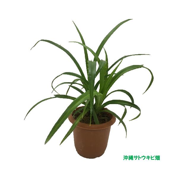 ■アダン苗熱帯植物苗■生産地:沖縄県■全体の高さ:15-25cm■生育年数:2ヶ月以上■ポット:幅　7.5cm　高さ　8cm■タコノキ科■農薬不使用※写真はイメージです　　苗の高さ・太さ・葉数は個体差があります※苗の根本に、アダンの実がつい...