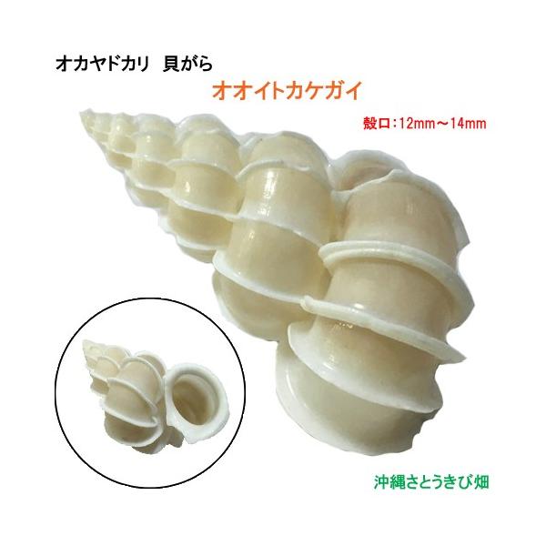 オオイトカケ貝の貝殻(殻口:12mm-14mm) : りゅうか商事 - 通販