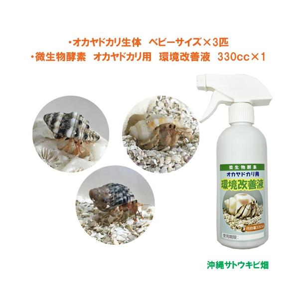オカヤドカリ生体　ベビーサイズ×3匹　環境改善液　330cc×1　　　　　|沖縄 coenobita ペット 飼育 陸宿借 観察 夏休みの宿題 自由研究