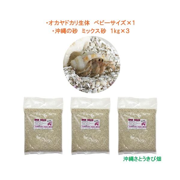 オカヤドカリ生体 ベビーサイズ×1匹　沖縄の砂　1kg×3袋　　　　　|沖縄 coenobita ペット 飼育 陸宿借 観察 夏休みの宿題 自由研究