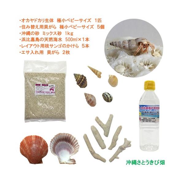オカヤドカリ飼育セット 極小ベビーサイズ 生体 1匹 貝殻 砂 1袋 海水 1 ヒオウギ貝 2枚 枝サンゴ5本 Oygokubebi Kaisui Kai りゅうか商事 通販 Yahoo ショッピング