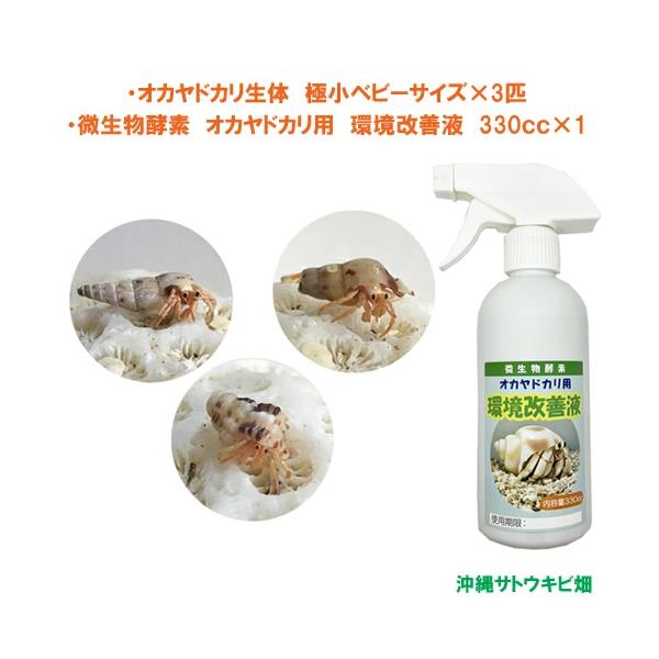 オカヤドカリ生体 極小ベビーサイズ×3匹　環境改善液　330cc×1　　　　　|沖縄 coenobita ペット 飼育 陸宿借 観察 夏休みの宿題 自由研究