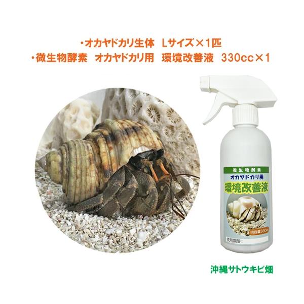 オカヤドカリ生体　Lサイズ×1匹　環境改善液　330cc×1　　　　　|沖縄 coenobita ペット 飼育 陸宿借 観察 夏休みの宿題 自由研究