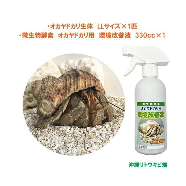 オカヤドカリ生体　LLサイズ×1匹　環境改善液　330cc×1　　　　　　|沖縄 coenobita ペット 飼育 陸宿借 観察 夏休みの宿題 自由研究