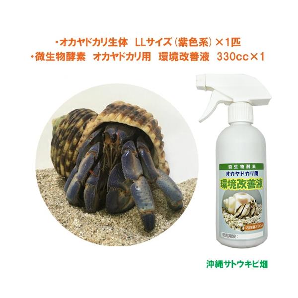 オカヤドカリ生体　LLサイズ(紫色系)×1匹　環境改善液　330cc×1　　　　　|沖縄 coenobita ペット 飼育 陸宿借 観察 夏休みの宿題 自由研究