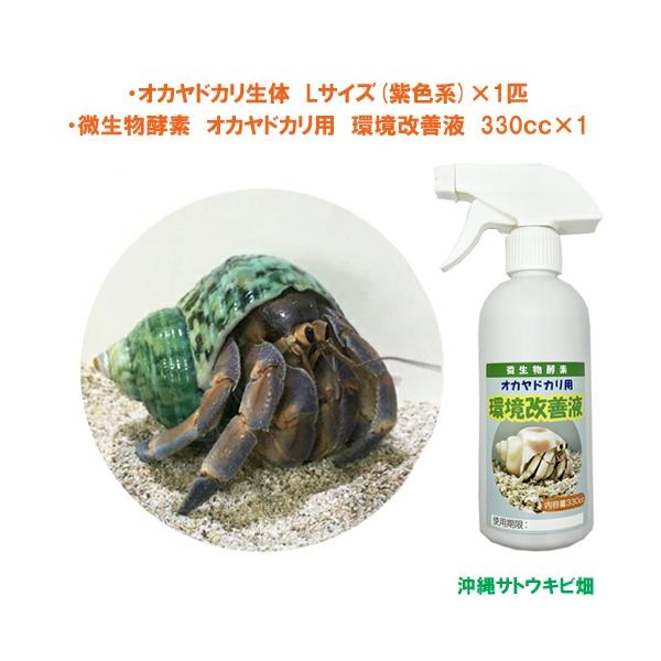 オカヤドカリ生体　Lサイズ(紫色系)×1匹　環境改善液　330cc×1　　　　　|沖縄 coenobita ペット 飼育 陸宿借 観察 夏休みの宿題 自由研究