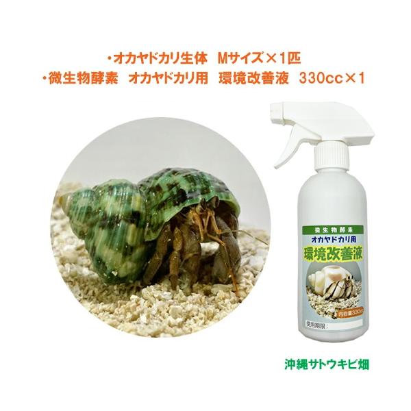 オカヤドカリ生体　Mサイズ×1匹　環境改善液　330cc×1　　　　　|沖縄 coenobita ペット 飼育 陸宿借 観察 夏休みの宿題 自由研究