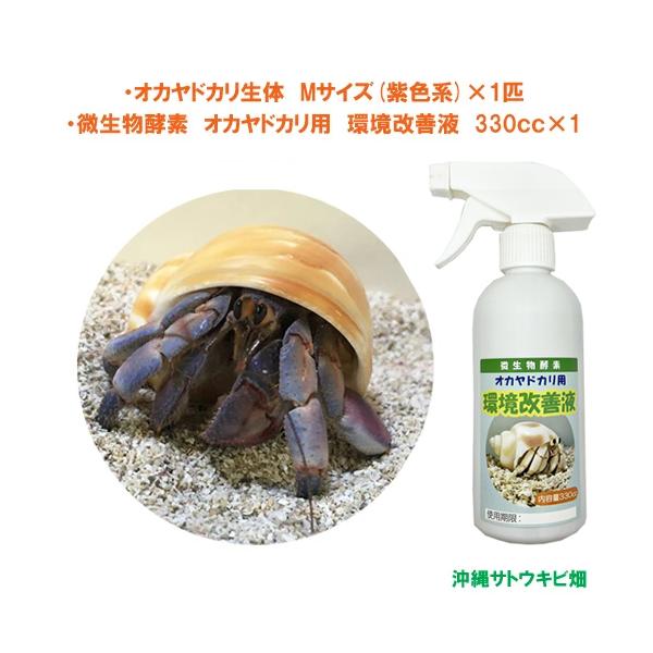 オカヤドカリ生体　Mサイズ(紫色系)×1匹　環境改善液　330cc×1　　　　　|沖縄 coenobita ペット 飼育 陸宿借 観察 夏休みの宿題 自由研究