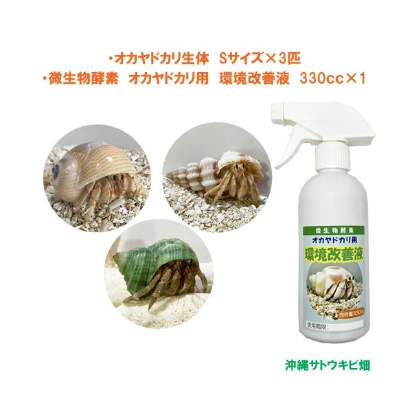オカヤドカリ生体　Sサイズ×3匹　環境改善液　330cc×1　　　　　|沖縄 coenobita ペット 飼育 陸宿借 観察 夏休みの宿題 自由研究
