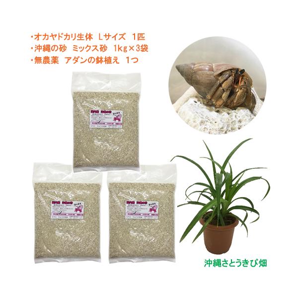 オカヤドカリ飼育セット Lサイズ(生体×1匹・砂×3袋・アダンの鉢植え×1