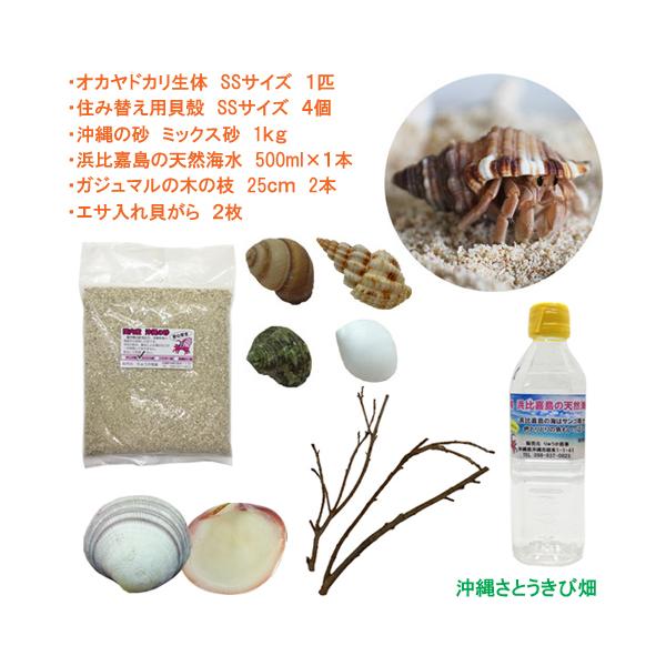 オカヤドカリ飼育セット Ssサイズ 生体 1匹 貝殻 砂 1袋 海水 1 二枚貝 2枚 木の枝 2本 Oyset Ss りゅうか商事 通販 Yahoo ショッピング