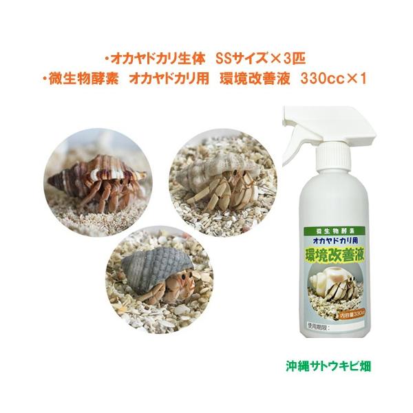オカヤドカリ生体　SSサイズ×3匹　環境改善液　330cc×1　　　　　|沖縄 coenobita ペット 飼育 陸宿借 観察 夏休みの宿題 自由研究