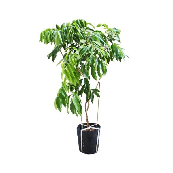 ライチ苗木(ホンヘイレイシ) honfei-0523-smn02.jpg