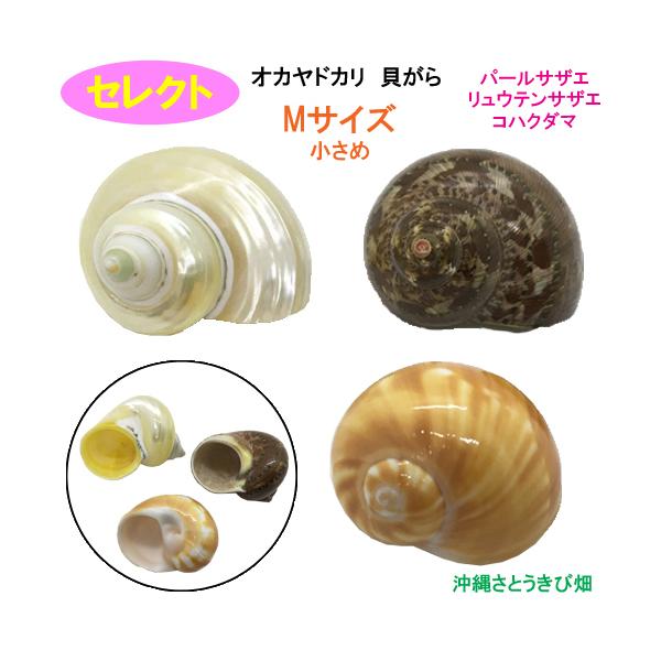 セレクト（パールサザエ・リュウテンサザエ・コハクダマ）　Mサイズ　小さめ　オカヤドカリ用貝がら