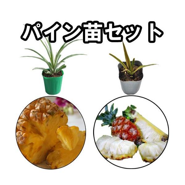 パイナップル苗　2品種セット(ボゴール種・ピーチパイン種)