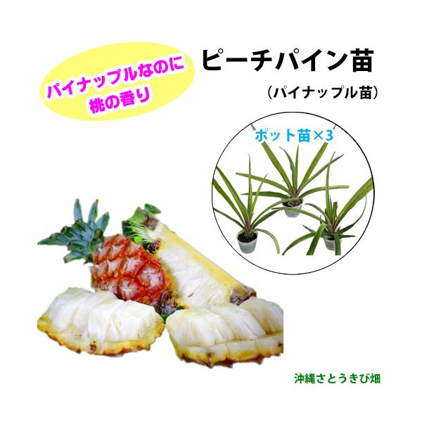 ピーチパインポット苗のお得な3鉢セットです【商品内容】ピーチパインポット苗×3鉢■パイナップル苗ピーチパインポット苗熱帯果樹苗■生産地:沖縄県■全体の高さ:10〜20cm■生育年数:2ヶ月■ポット:7〜10.5cmポット品種名：ソフト　タッ...
