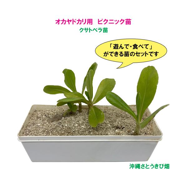 オカヤドカリ用　ピクニック苗　クサトベラ苗