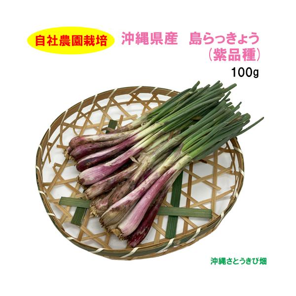 送料無料】自社農園栽培 沖縄県産 島らっきょう(紫品種) 100g : りゅう