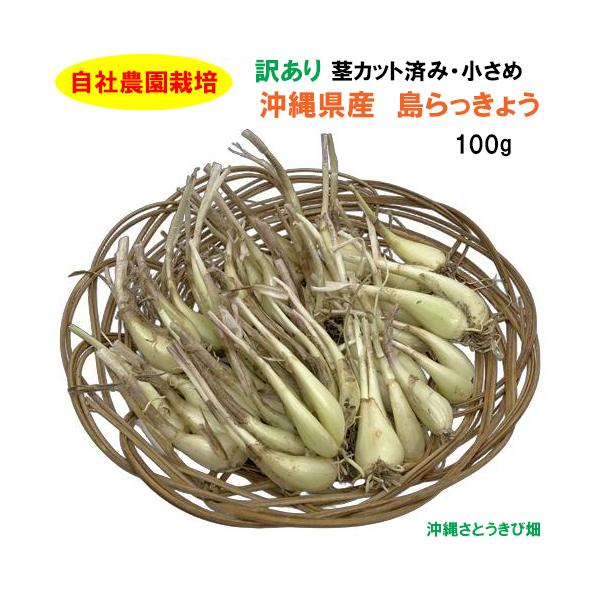【送料無料】自社農園栽培　沖縄県産　島らっきょう　訳あり　茎カット済・小さめ　100g